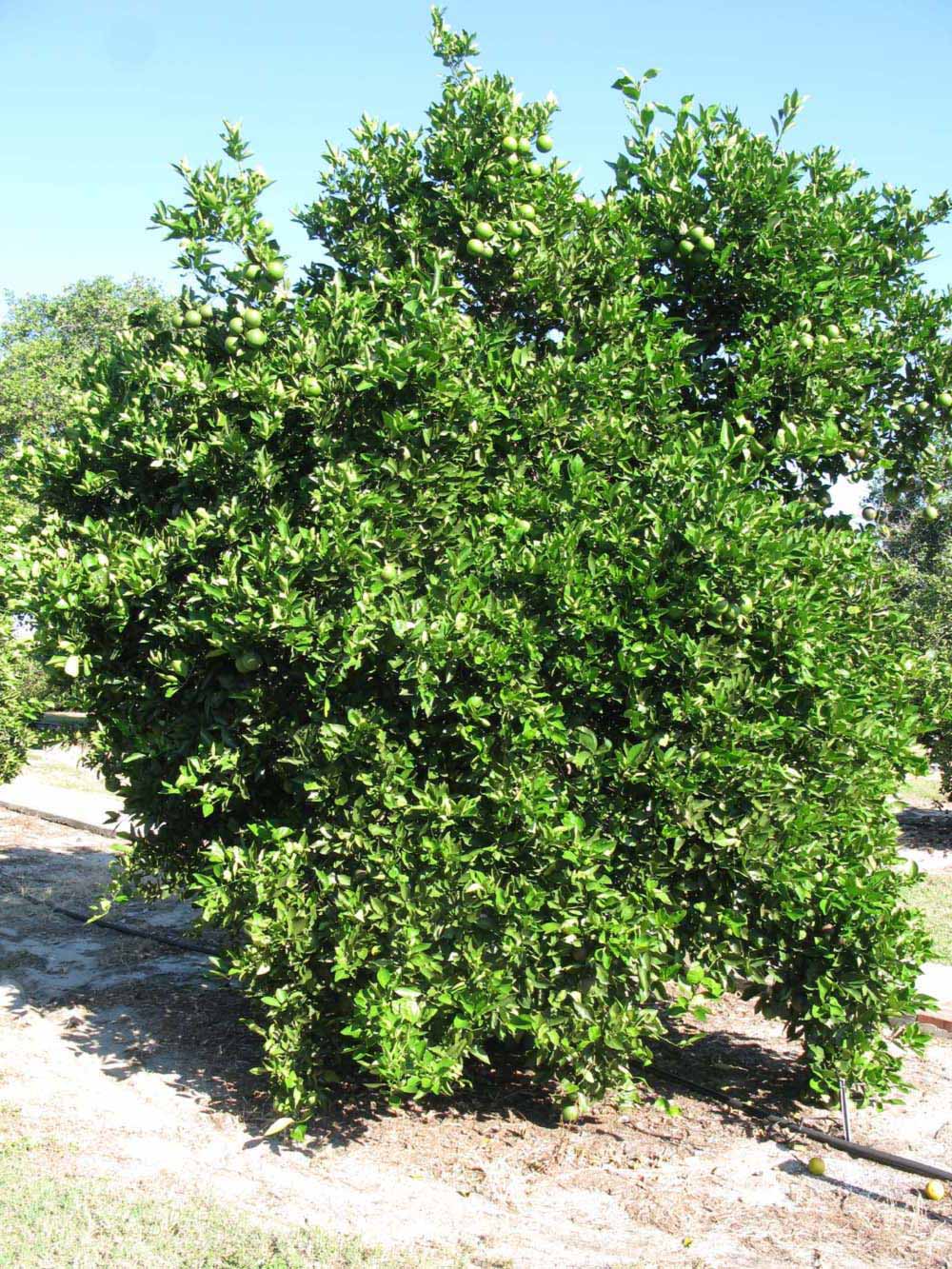            Habit (Winter Haven, FL)   